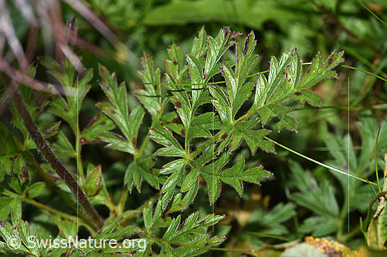 Foto: Schwefel-Anemone (Pulsatilla alpina ssp. apiifolia). Blatt und Stängel.