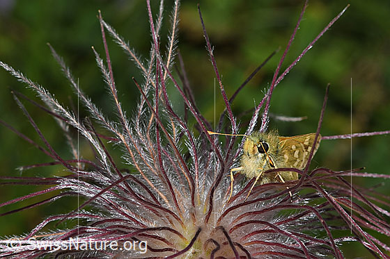 Photo: Hesperia comma on faded Pulsatilla alpina ssp. apiifolia. View diagonally from the front.