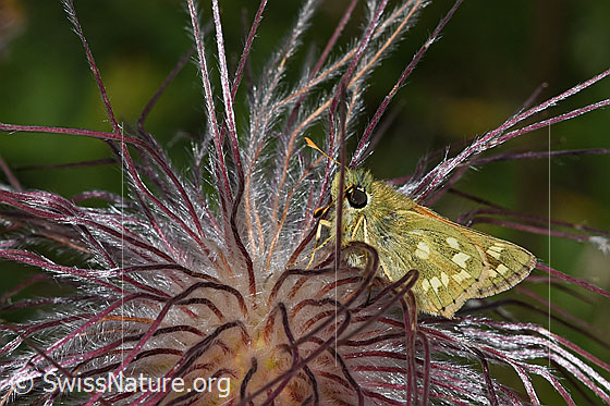 Photo: Hesperia comma on faded pulsatilla alpina ssp. apiifolia. View from the side.
