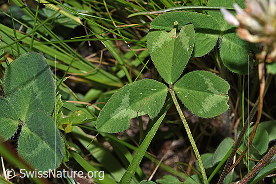 Foto: Schnee-Klee (Trifolium pratense ssp. nivale). Blätter.
