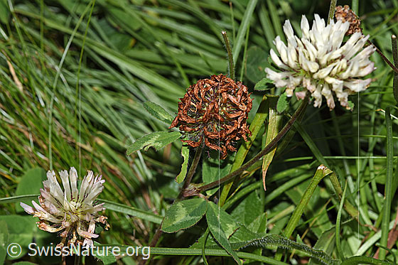 Foto: Schnee-Klee (Trifolium pratense ssp. nivale). Blüten. Blühend und verblüht.