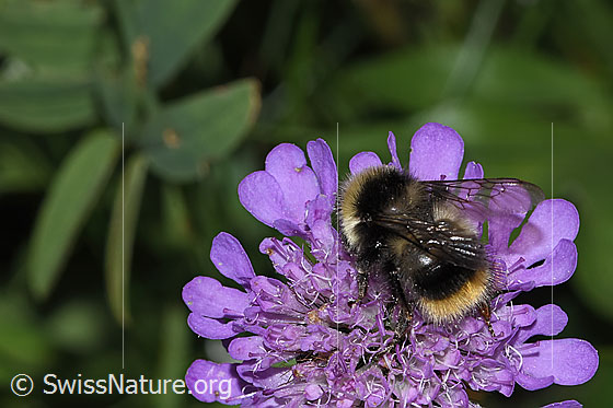 Foto: Wahrscheinlich Pyrenäenhummel (Bombus pyrenaeus) auf Glänzender Skabiose (Scabiosa lucida). Länge 9 - 20mm. Ansicht von seitlich hinten.