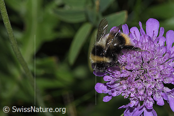 Foto: Wahrscheinlich Pyrenäenhummel (Bombus pyrenaeus) auf Glänzender Skabiose (Scabiosa lucida). Länge 9 - 20mm. Ansicht von seitlich oben.