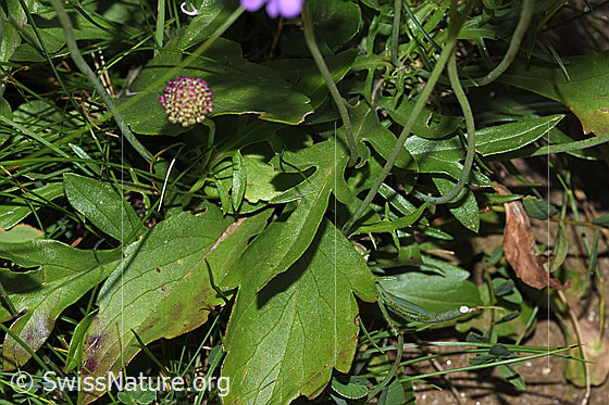 Foto: Glänzende Skabiose (Scabiosa lucida). Blätter.