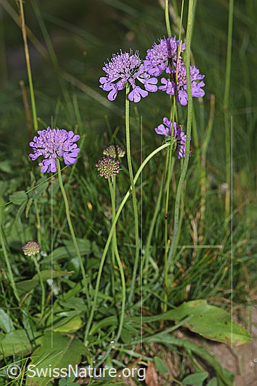 Foto: Glänzende Skabiose (Scabiosa lucida). Ganze Pflanze (Habitus).