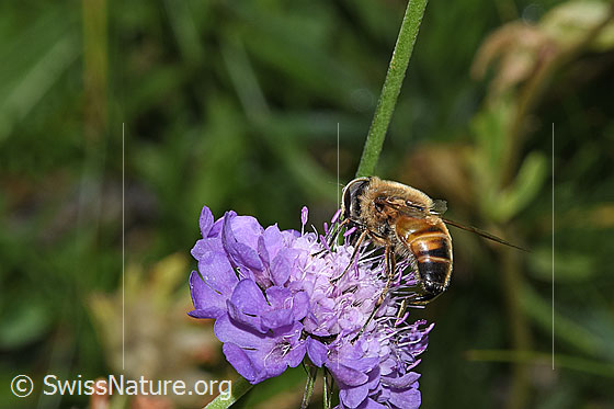 Photo: Eristalis tenax on Scabiosa lucida. Length 14 - 16mm. View diagonally from behind.