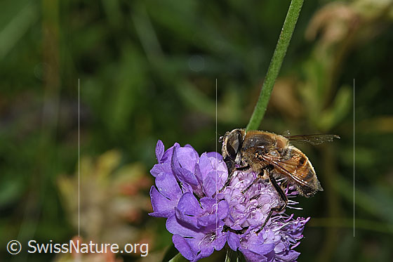 Photo: Eristalis tenax on Scabiosa lucida. Length 14 - 16mm. View from the side.