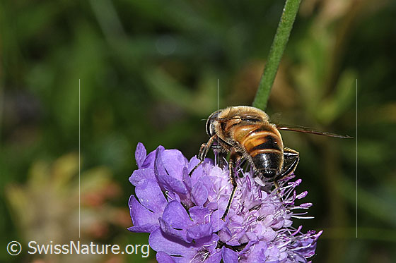 Photo: Eristalis tenax on Scabiosa lucida. Length 14 - 16mm. View from behind.