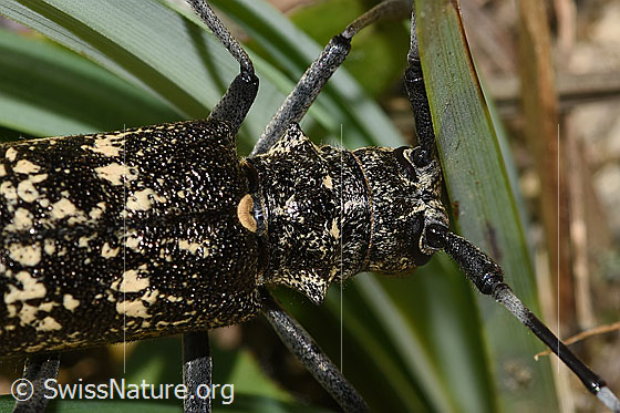 Foto: Schusterbock (Monochamus sutor). Detailansicht von Vorderkörper und Kopf. Ansicht von oben.