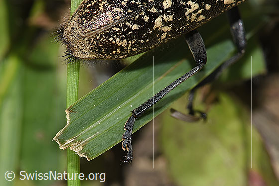Foto: Schusterbock (Monochamus sutor). Hinterbein und Hinterkörper. Ansicht von oben.