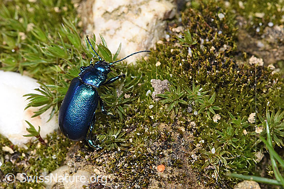 Oreina cacaliae (Blattkäfer)