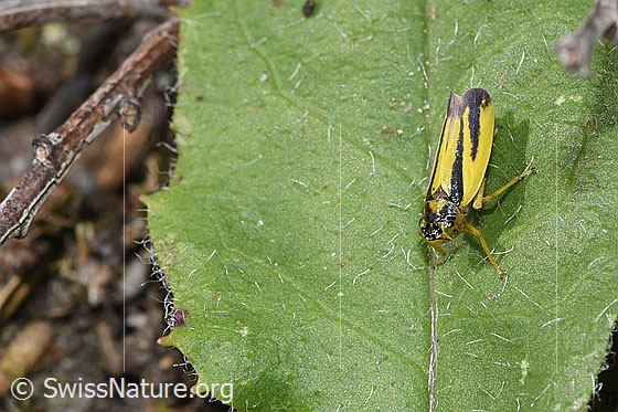 Wiesenschmuckzikade (Evacanthus interruptus)
