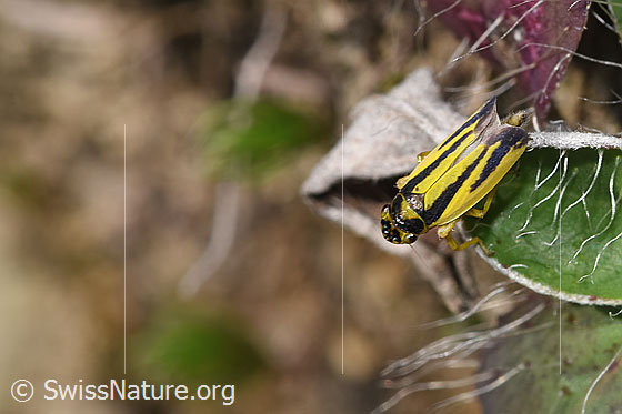 Foto: Wiesenschmuckzikade (Evacanthus interruptus). Ansicht von seitlich oben.