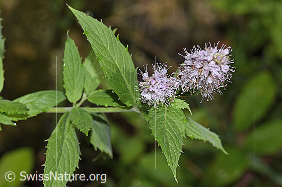 Foto: Rossminze (Mentha longifolia). Blüte und Blätter.