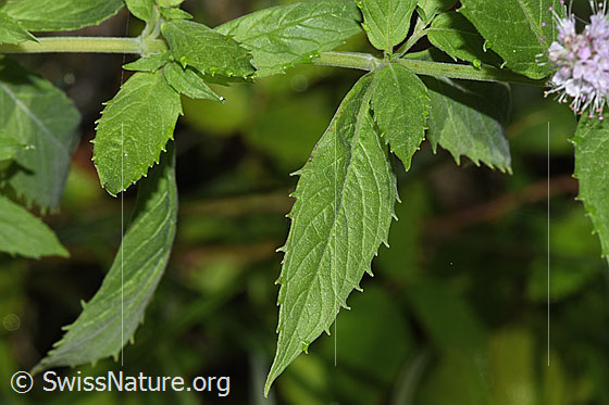 Foto: Rossminze (Mentha longifolia). Blätter und Stängel. Blattoberseite.