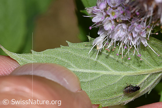 Foto: Rossminze (Mentha longifolia). Blattunterseite.