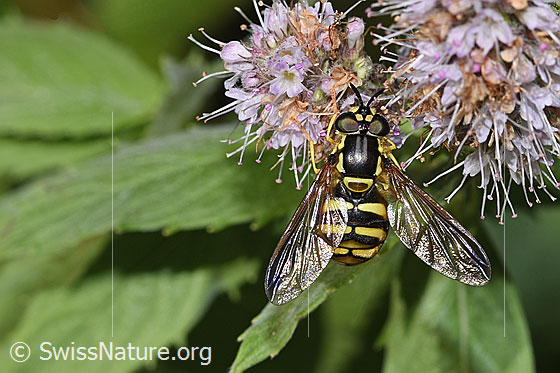 Photo: Chrysotoxum cautum on Mentha longifolia. Length 10 - 15mm. Female. View from above.
