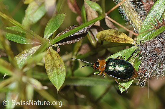 Foto: Hallescher Blattkäfer (Sermylassa halensis). Länge 5 - 7mm. Weibchen. Ansicht von oben.
