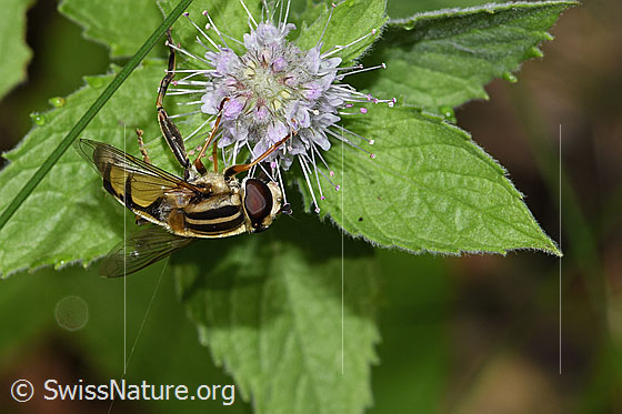 Foto: Grosse Sumpfschwebfliege (Helophilus trivittatus) auf Rossminze (Mentha longifolia). Länge 11 - 16mm. Weibchen. Flügel halb geöffnet. Ansicht von seitlich oben.