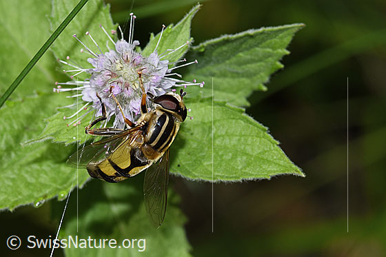 Photo: Helophilus trivittatus on Mentha longifolia. Length 11 - 16mm. Female. Wings half open. View from above.
