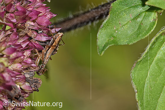 Foto: Rotbraune Sichelwanze (Nabis rugosus) an Echtem Dost (Origanum vulgare). Länge 6 - 7.8mm. Ansicht von der Seite.