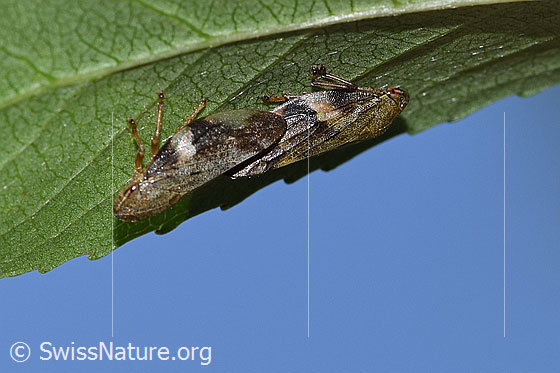 Photo: Aphrophora alni. Mating. View from the side.