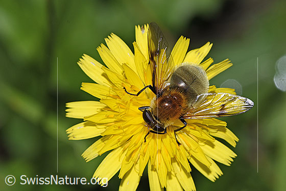 Gelbbraune Gebirgsschwebfliege (Arctophila superbiens)