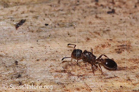 Foto: Wahrscheinlich Waldknotenameise (Myrmica ruginodis). Länge 4mm. Ansicht von der Seite.