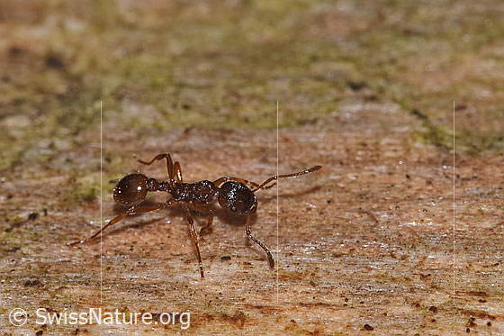 Foto: Wahrscheinlich Waldknotenameise (Myrmica ruginodis). Länge 4mm. Ansicht von der Seite.
