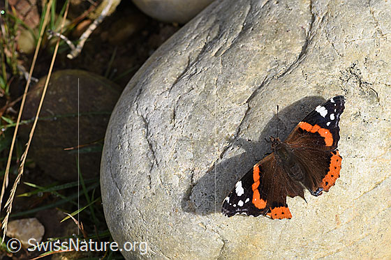 Foto: Admiral (Vanessa atalanta). Flügel geöffnet. Ansicht von oben.