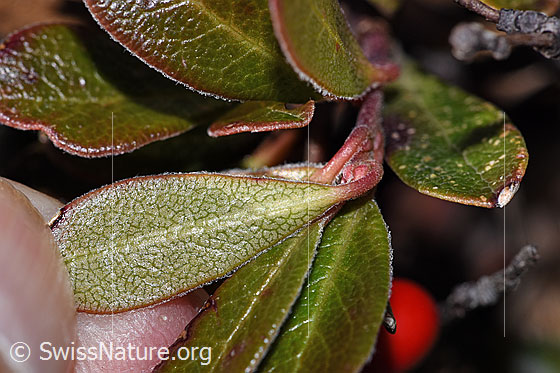 Photo: Arctostaphylos uva-ursi. Leaf underside.
