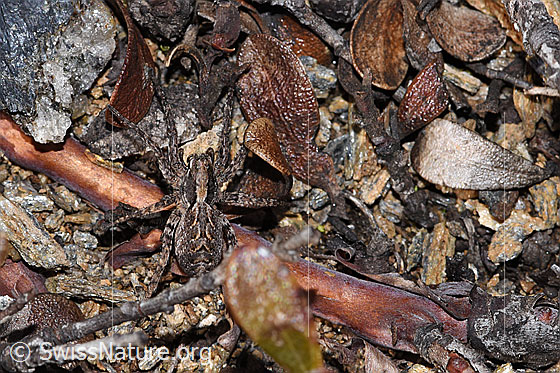 Foto: Wahrscheinlich Pfingst-Scheintarantel (Alopecosa farinosa). Weibchen. Ansicht von oben.
