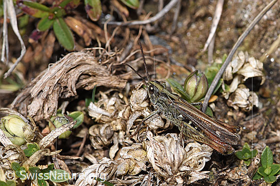 Photo: Chorthippus mollis. Length 13 - 17mm. Male. View from the side.