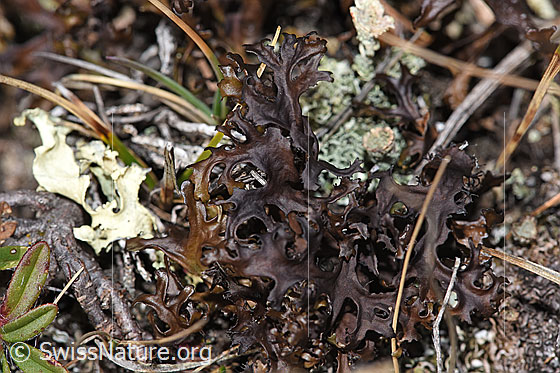 Foto: Isländisch Moos (Cetraria islandica).