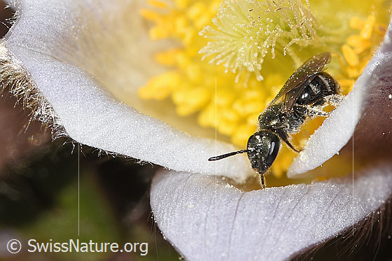 Photo: Probably Lasioglossum morio on Pulsatilla vernalis. Length 6 - 7mm. Female. View from top front.