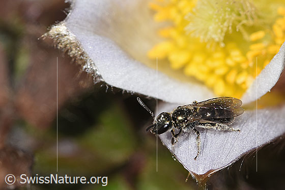 Photo: Probably Lasioglossum morio on Pulsatilla vernalis. Length 6 - 7mm. Female. View from the side above.