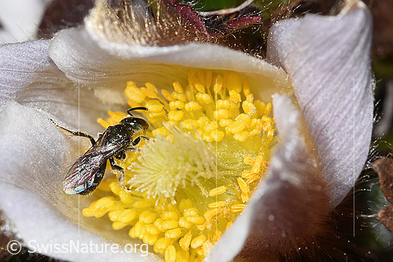 Photo: Probably Lasioglossum morio on Pulsatilla vernalis. Length 6 - 7mm. Female. View from the rear side at the top.