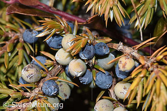 Foto: Alpen-Wacholder (Juniperus communis ssp. saxatilis). Beeren.