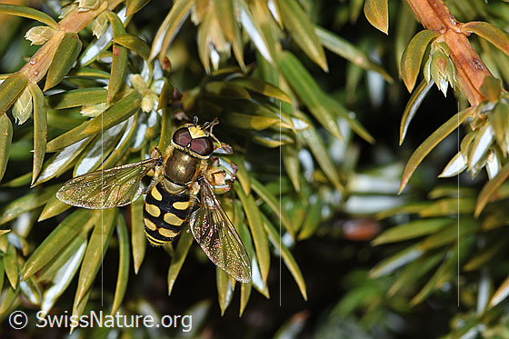 Photo: Eupeodes luniger on Juniperus communis ssp. saxatilis. Length 9 - 12mm. Male. View from above.