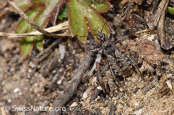 Foto: Kurzflügelige Raubwanze (Coranus subapterus). Länge 8.5 - 11.3mm. Ansicht von oben.