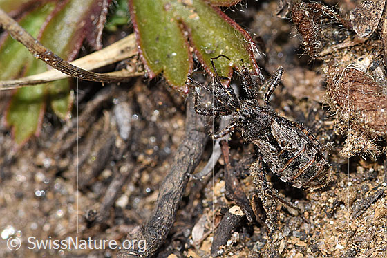 Kurzflügelige Raubwanze (Coranus subapterus)