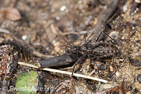 Foto: Kurzflügelige Raubwanze (Coranus subapterus). Länge 8.5 - 11.3mm. Ansicht von seitlich oben.
