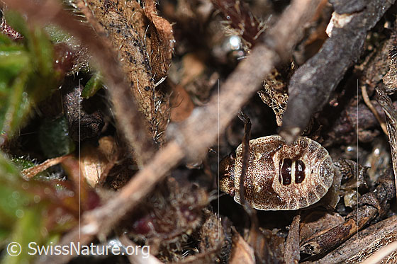 Foto: Sciocoris homalonotus (Baumwanze). Nymphe. Ansicht von oben.