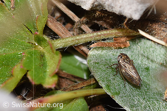 Foto: Wahrscheinlich Wiesen-Dickkopfzikade (Anaceratagallia ribauti). 2.7 - 3.3mm. Ansicht von seitlich oben.