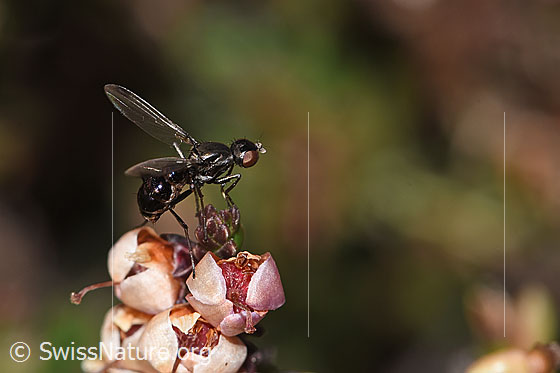 Photo: Probably Sepsis cynipsea on Calluna vulgaris. Length 4 - 5mm. Female. Wings open. View from the side.