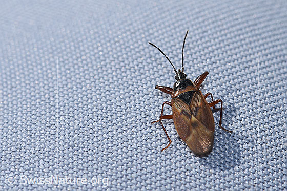 Foto: Fichtenzapfenwanze (Gastrodes abietum). Länge 5.9 - 7.2mm. Männchen. Ansicht von oben.