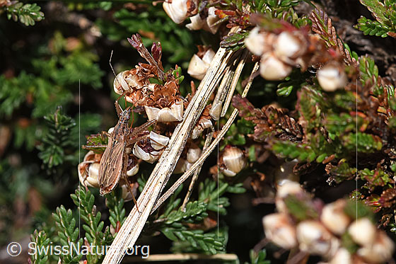 Foto: Rotbraune Sichelwanze (Nabis rugosus) an Besenheide (Calluna vulgaris). Länge 6 - 7.8mm. Ansicht von seitlich oben.