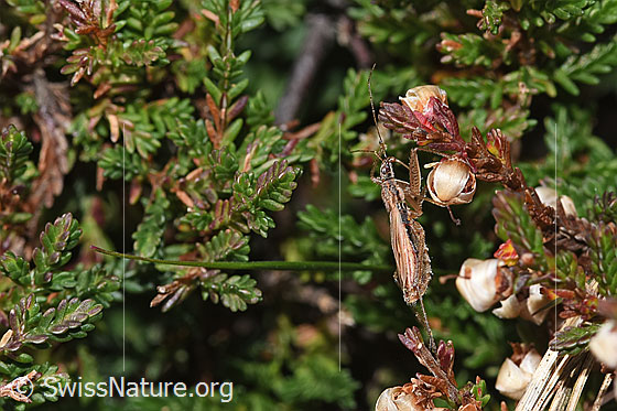 Foto: Rotbraune Sichelwanze (Nabis rugosus) an Besenheide (Calluna vulgaris). Länge 6 - 7.8mm. Ansicht von der Seite.