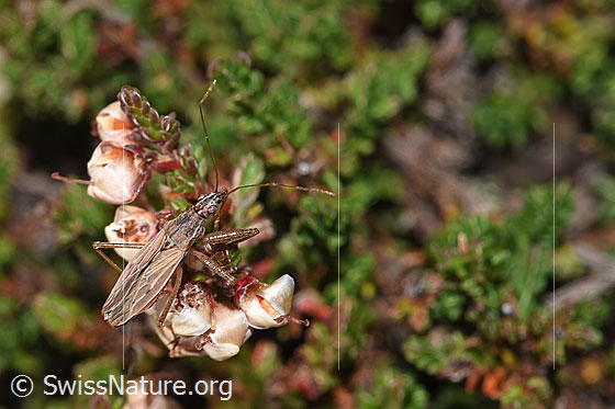 Photo: Nabis rugosus on Calluna vulgaris. Length 6 - 7.8mm. View from above.