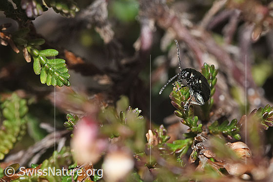 Foto: Unechter Kohlerdfloh (Altica oleracea) auf Besenheide (Calluna vulgaris). Länge 3.5mm. Ansicht von der Seite.